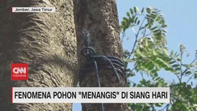 VIDEO: Fenomena Pohon 