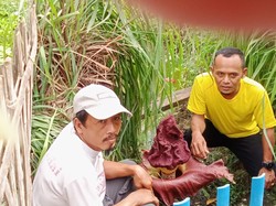 Heboh Penemuan Bunga Bangkai di Indramayu