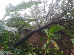 6 Desa di Ngawi Diterjang Hujan Disertai Angin Kencang, Puluhan Pohon Tumbang