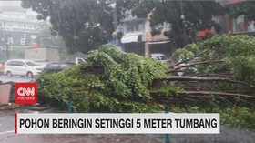 VIDEO: Sejumlah Pohon di Jakarta Tumbang Akibat Hujan & Angin
