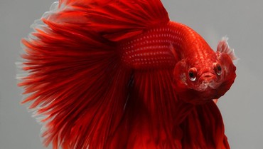 2 Artis Malaysia Disebut Mirip Ikan Cupang, Begini Penampilannya!