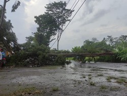 Pohon Sono Keling Tumbang Tutup Akses Jalan Desa di Blitar