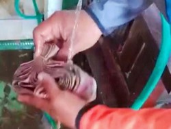 Segepok Uang Ditemukan Usai Banjir Kalibaru Banyuwangi, Berapa Jumlahnya?