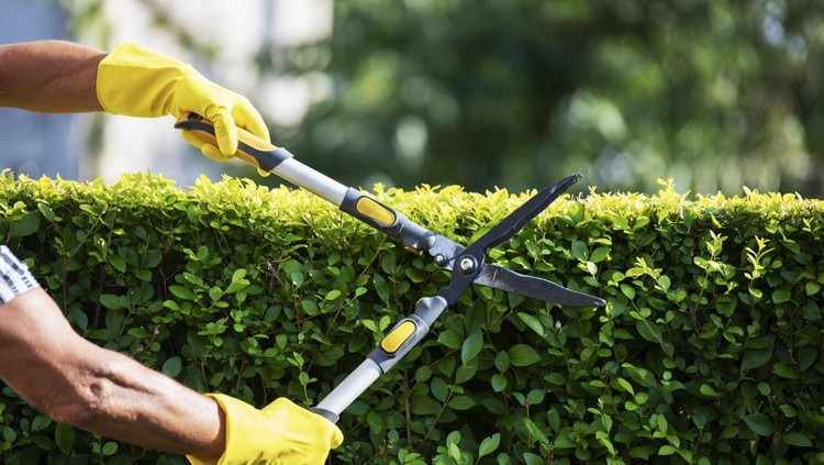 Close up of unrecognizable gardener hands Trimming Hedge In Garden