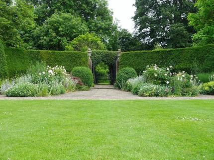 5 Jenis Tanaman Pagar yang Bikin Rumah Bunda Makin Terlihat Asri