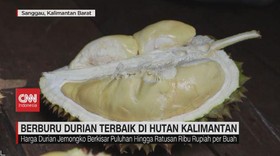 VIDEO: Berburu Durian Terbaik di Hutan Kalimantan