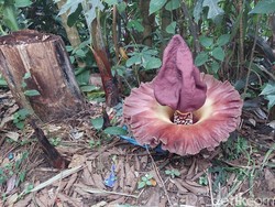 Tanaman Mirip Bunga Bangkai dan Baunya Tak Sedap Bikin Heboh Warga