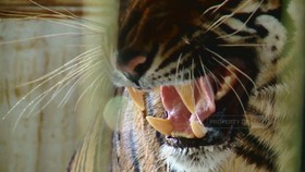 img-title VIDEO: Jerat Perdagangan Harimau Sumatera (part 2)