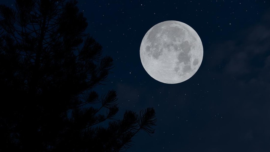 Ilustrasi Jenis Gerhana Bulan Full moon on the sky with tree branch silhouette.