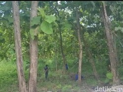 Kawanan Monyet Serbu-Buat Onar Kantor Kecamatan Laren Lamongan