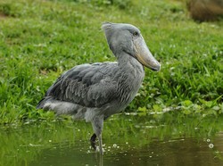 Burung Terseram di Dunia, Pemakan Bayi Buaya!