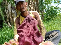 Bunga Bangkai Bermekaran di Beberapa Wilayah Klaten, Ini Penampakannya
