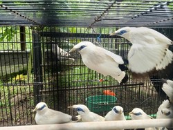 Populasi Burung Jalak Bali di TNBB Meningkat 100 Ekor Per Tahun