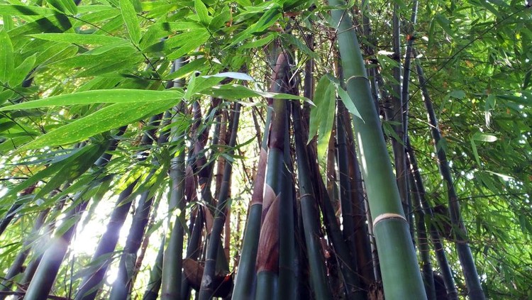 A bamboo forest is seen in Yichang, Hubei province, China, Oct 23, 2022. China's existing bamboo forest area exceeds 100 million mu, the annual output value is nearly 350 billion yuan, more than 15 million employees, the average annual income of bamboo farmers in key bamboo production areas is more than 5,000 yuan. The bamboo industry is an environmentally friendly, low-carbon and sustainable development industry, an ecological industry to build a beautiful China, a green industry to promote the harmonious coexistence of man and nature, and an industry to enrich the people and help rural revitalization. (Photo credit should read CFOTO/Future Publishing via Getty Images)