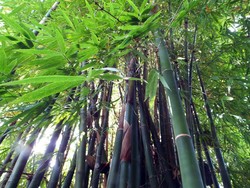 Bambu Sukabumi dan Kualitasnya yang Mumpuni