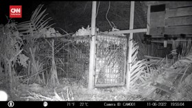VIDEO: Harimau Yang Resahkan Warga Masuk Perangkap Petugas