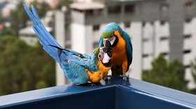 Burung Macaw Ikonik Caracas Terancam akibat Penebangan Pohon Palem