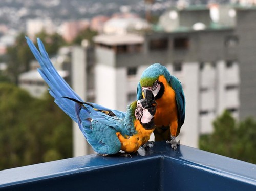 Burung Macaw Ikonik Caracas Terancam akibat Penebangan Pohon Palem