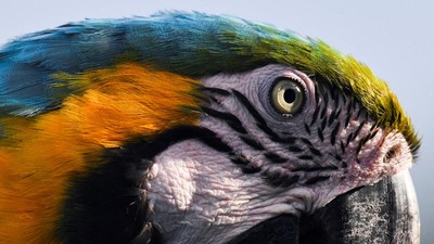 FOTO: Merah Kuning Hijau Burung Macaw Penghuni Langit Caracas