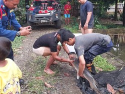 Cerita Pemilik Rela Ikan Aligator 15 Tahun Dibawa Damkar Bogor karena Bahaya
