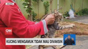 VIDEO: Kucing Mengamuk Tidak Mau Divaksin