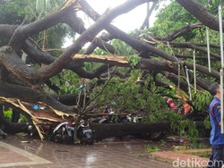 Korban Pohon Tumbang di DKI Bisa Klaim Santunan Hingga Puluhan Juta