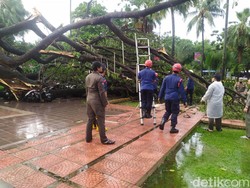 Ini Penyebab Pohon Besar Balai Kota DKI Tumbang dan Timpa Polisi
