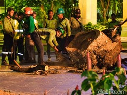 Timpa Motor dan Polisi, Pohon Tumbang di Balai Kota DKI Jenis Trembesi