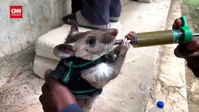 VIDEO: Tikus Di Tanzania Dilatih Mencari Korban Bencana
