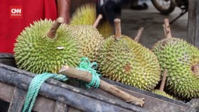 VIDEO: Masuk Hutan Berburu Durian Jemongko Khas KalBar Yang Nikmat