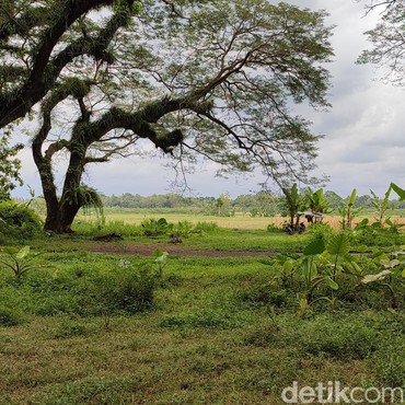 Djawatan Hutan Trembesi yang Viral Disebut 'Surga' di Banyuwangi