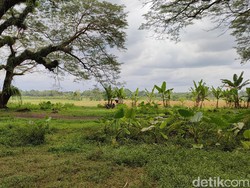 de-djawatan Bak Gula, Sawah dan Ladang Pelengkapnya