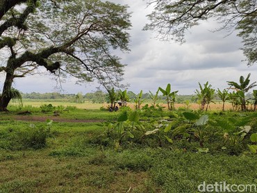 img-title Djawatan Hutan Trembesi yang Viral Disebut 'Surga' di Banyuwangi