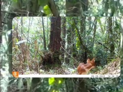 Mengenal Hewan Ajag alias Asu Kikik, Predator yang Terancam Punah