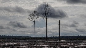 2.500 Ha Lahan untuk Food Estate Disiapkan Dukung IKN