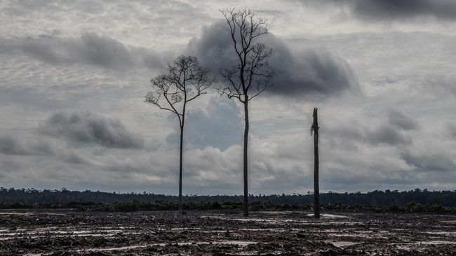 2.500 Ha Lahan untuk Food Estate Disiapkan Dukung IKN Pemkab Paser menyiapkan lahan 2.500 hektare untuk pengembangan food estate guna mendukung Ibu Kota Negara (IKN) Nusantara.
