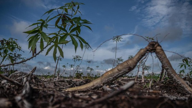 Pakar mengungkap dampak buruk dari rencana pemerintah mengalihkan lahan hutan menjadi lahan untuk ketahanan pangan dan energi.