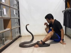 Jawaban Panji soal Berapa Kali Digigit Ular Berbisa