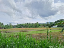 Pantangan Tanam Cabai di Tanah Bengkok Kades Sumberejo Wonogiri, Ini Mitosnya