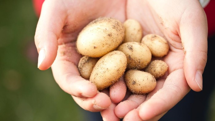 Kentang/ Foto: pexels.com/R Khalil