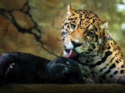 Keren Banget Hasil Kompetisi Fotografi Taman Safari Indonesia 2022