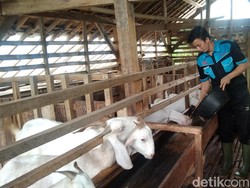Mana yang Didahulukan, Aqiqah atau Kurban?