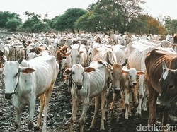 5 Jaringan pada Hewan yang Harus Diketahui, Ini Penjelasannya