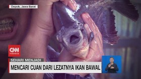 VIDEO: Untung Menggunung Budidaya Ikan Bawal