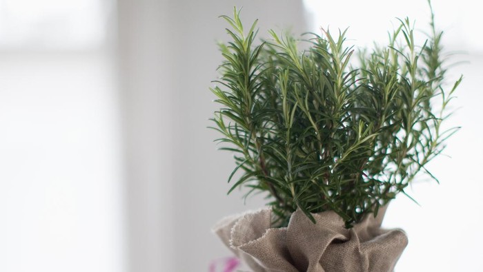 rosemary
