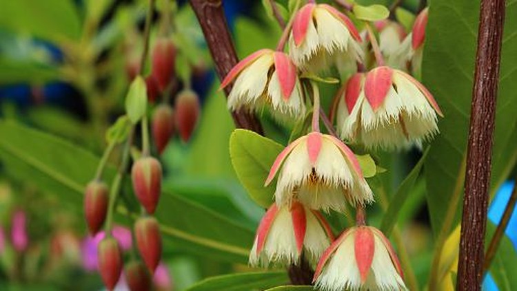 4 Tanaman Obat Indonesia Ini Jadi Suvenir di KTT G20 Bali Anyang-anyang (Elaeocarpus grandiflorus Sm) Khasiat: Secara empiris digunakan sebagai antidiabetes dan disentri