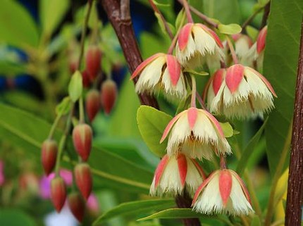 Terpopuler: 20 Tanaman Obat Mudah Ditanam  - Ending Drakor Under the Queen's Umbrella