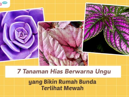 7 Tanaman Hias Berwarna Ungu yang Bikin Rumah Bunda Terlihat Mewah