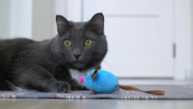 Mengenal Busok, Kucing Ras Asli Indonesia yang Diakui Dunia