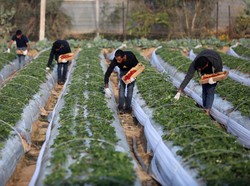 Israel Punya Produk Mendunia, tapi Tanamnya di Tanah Palestina
